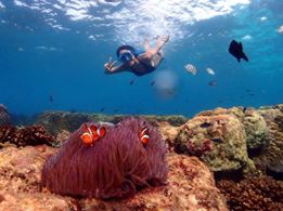 coral reef koh kood